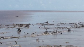 Totumas, Surinamas