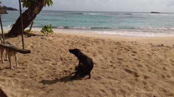 Winnifred paplūdimys, Jamaika