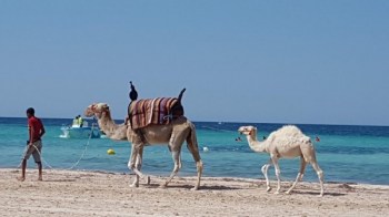 Midun, Tunisie