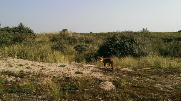 Kijkduin