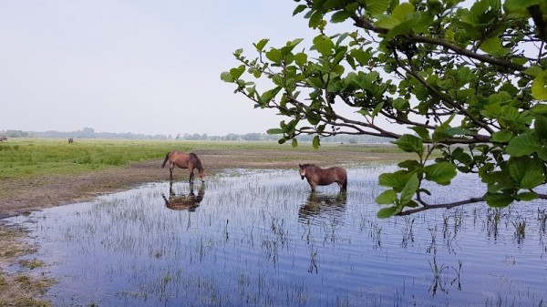 Renesse