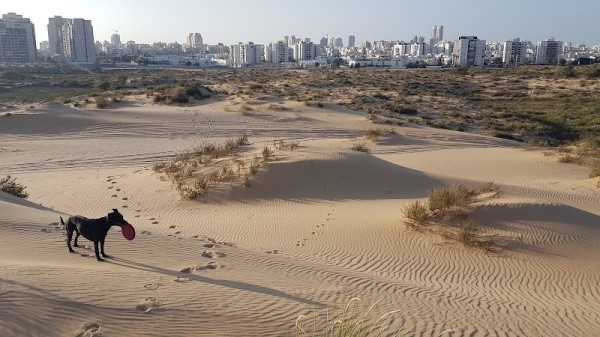 Ashdod