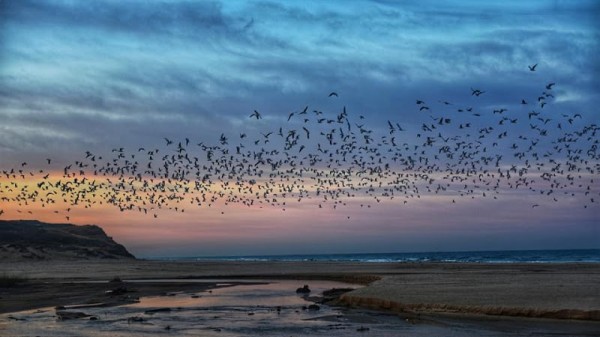 Poleg Beach