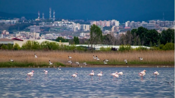 Delta Aksiou