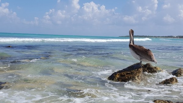 Punta Maroma