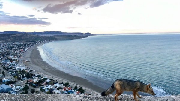 Rada Tilly