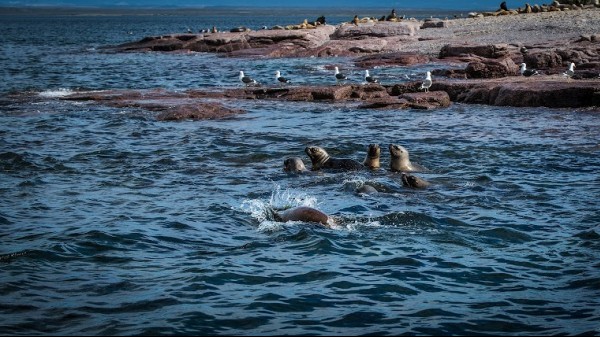 Bahia Bustamante