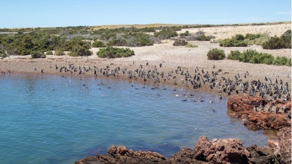 Punta Tombo