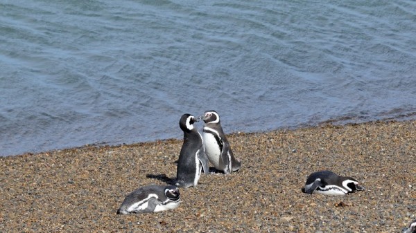 Punta Delgada