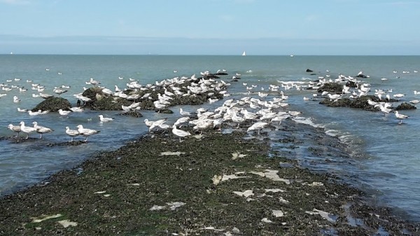 Bredene-aan-Zee