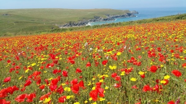 West Pentire