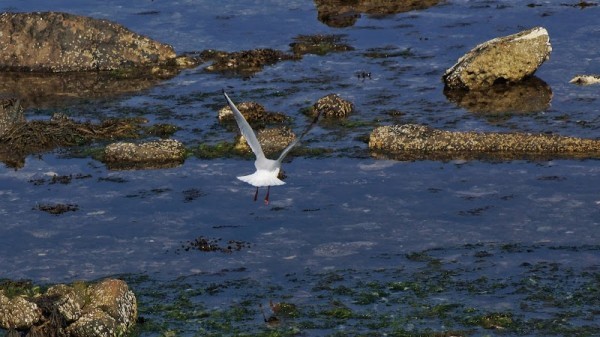 Burnmouth