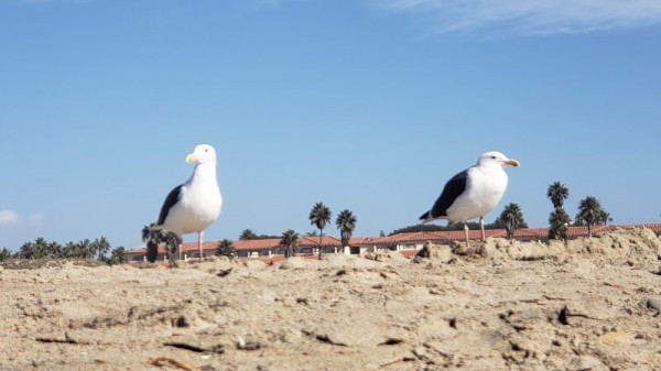 Oxnard Shores