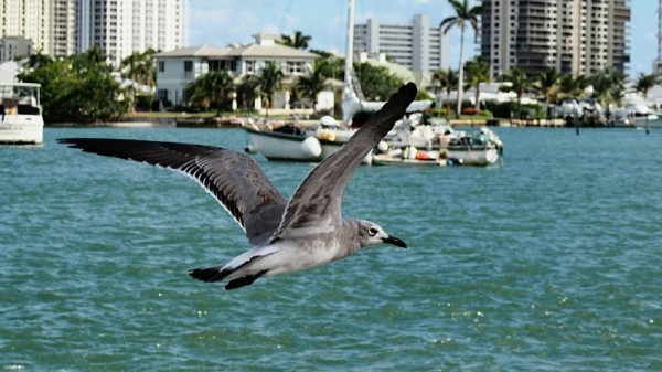 Palm Beach Shores