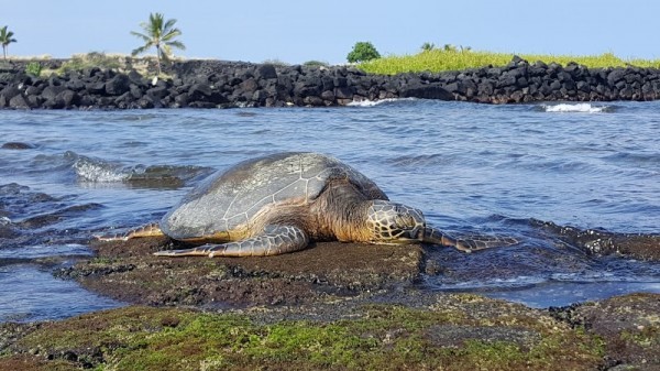 Kailua Kona