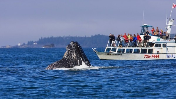 Tofino