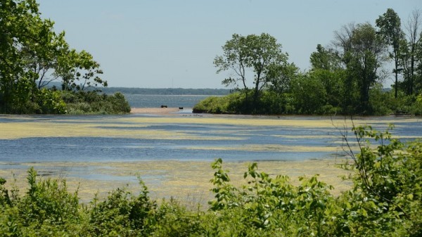 Wolfe's Pond