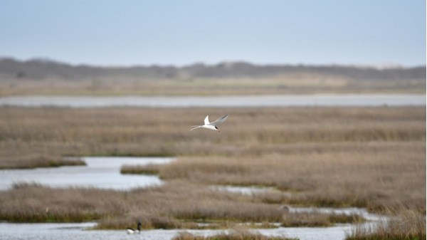 Stone Harbor