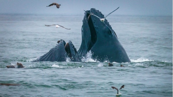 Moss Landing