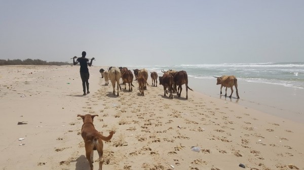 Les Almadies