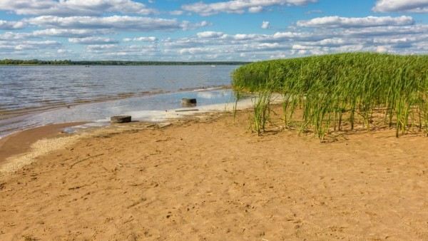 дикие пляжи иваньковского водохранилища | Дзен